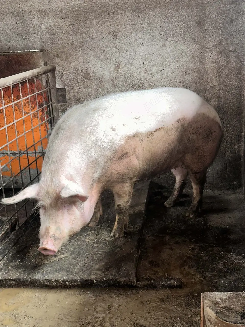 Scroafa pentru sacrificat 