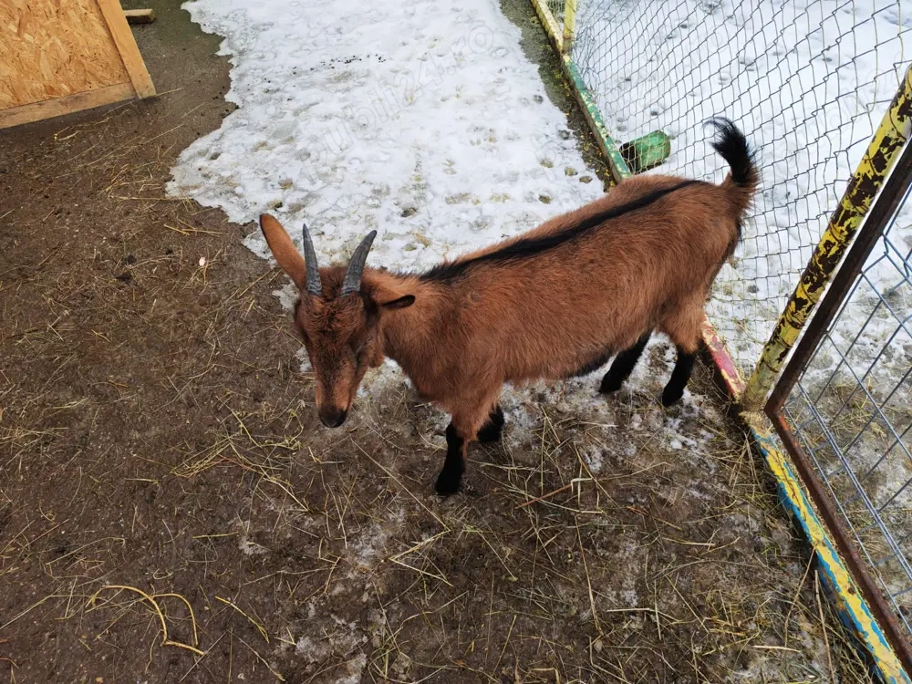 Familie alpine franceze de vanzare 