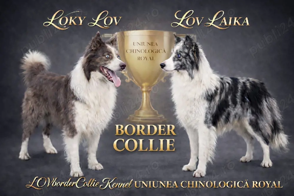 Border Collie Pedigree Export 