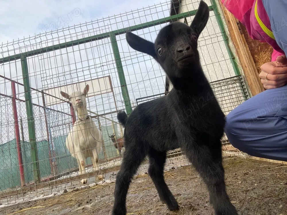 Tăpișori Murciano Granadina si Saanen de vanzare 