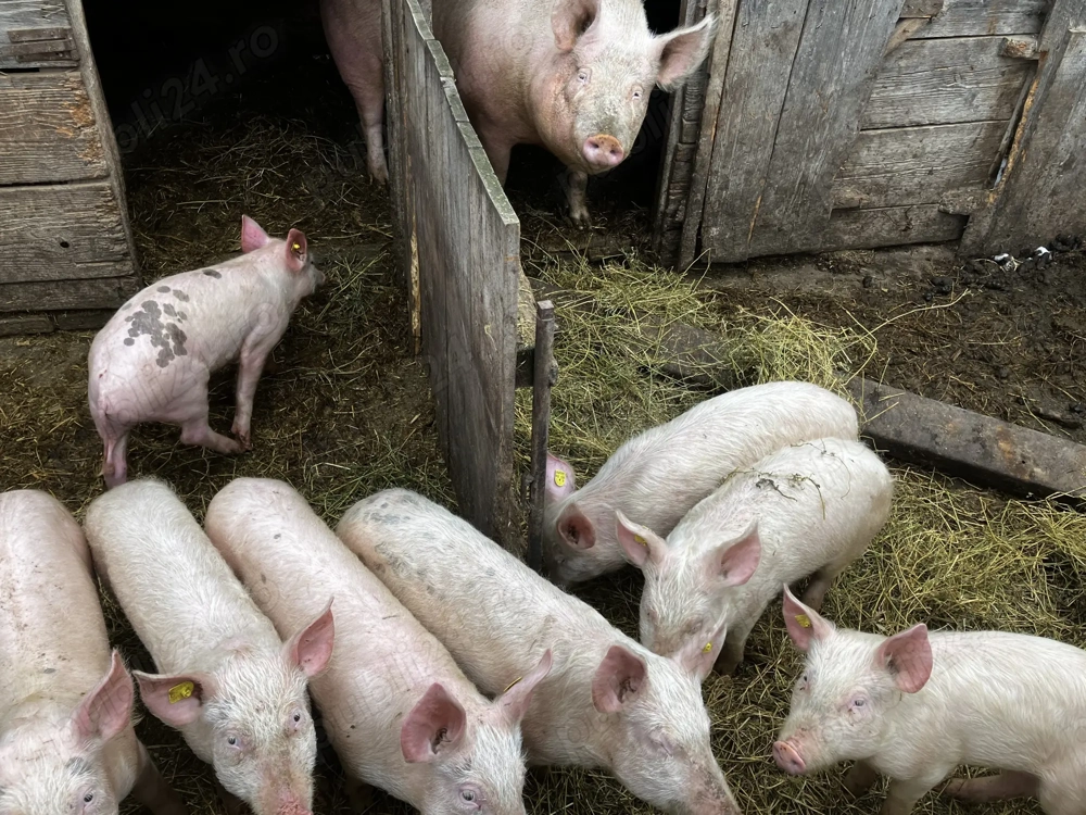 8 purcei de vânzare 800 lei bucata 25 kg