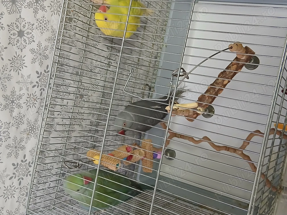 Se vinde Mcul Alexandru cel albastru turcoaz  mascul 8 luni are  detalii la nr tel  