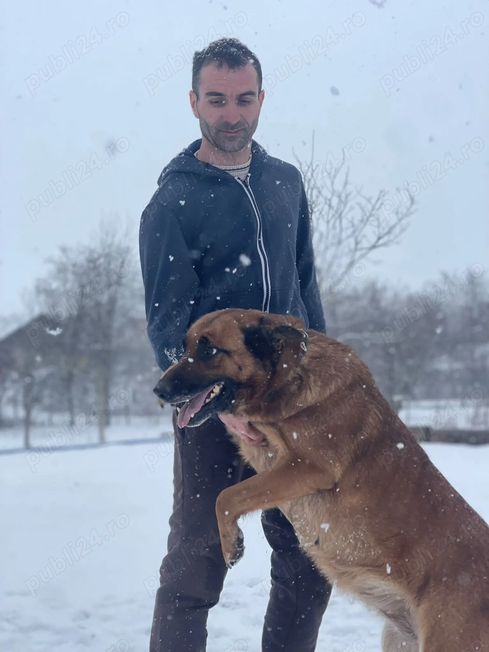 Ciobanesc belgian melonois