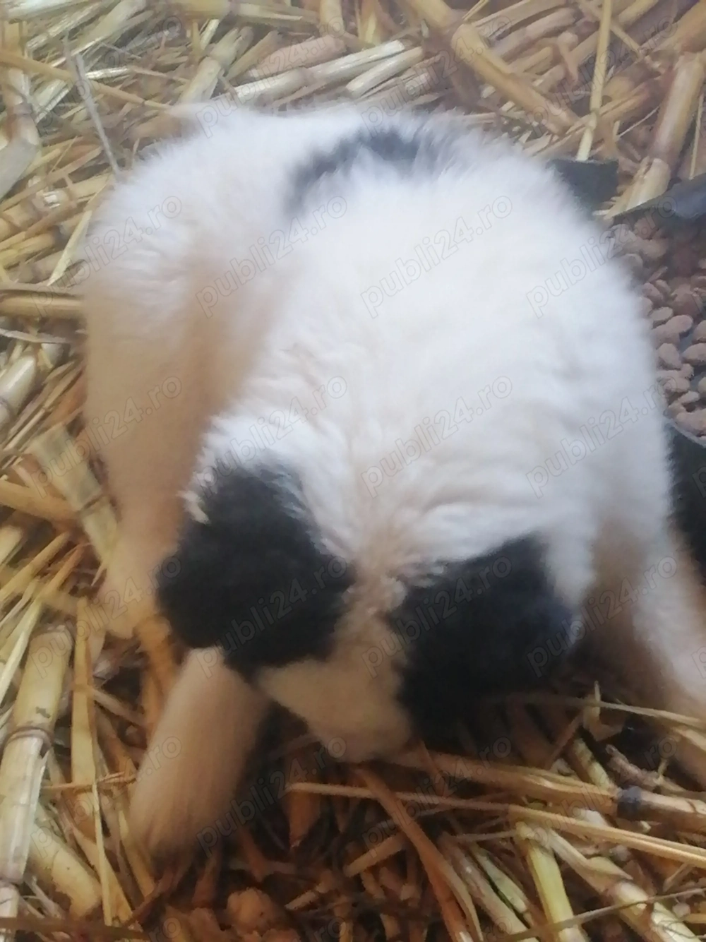 De vânzare doua fetite de ciobănesc de Bucovina în 