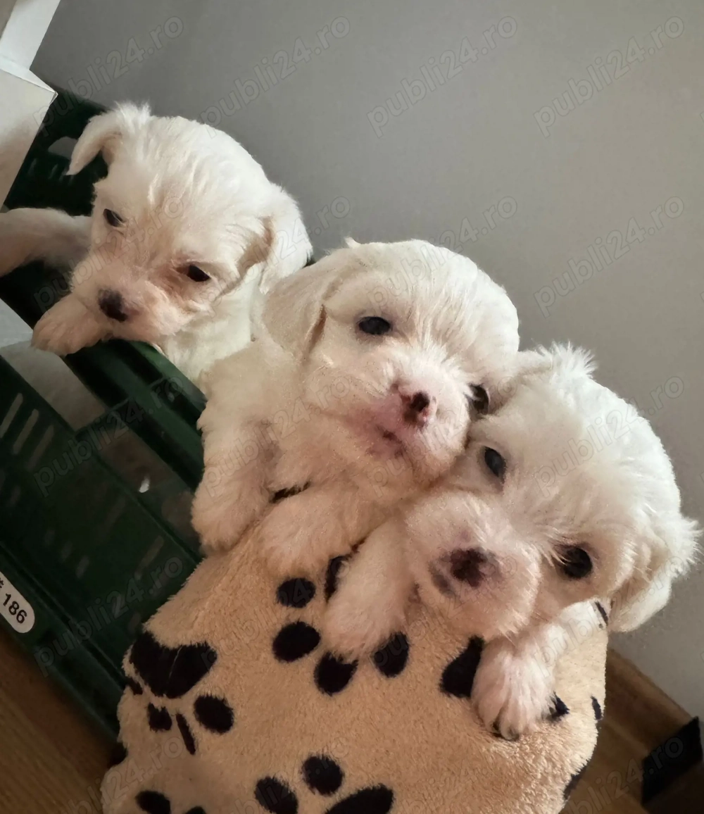 vând pui de bichon