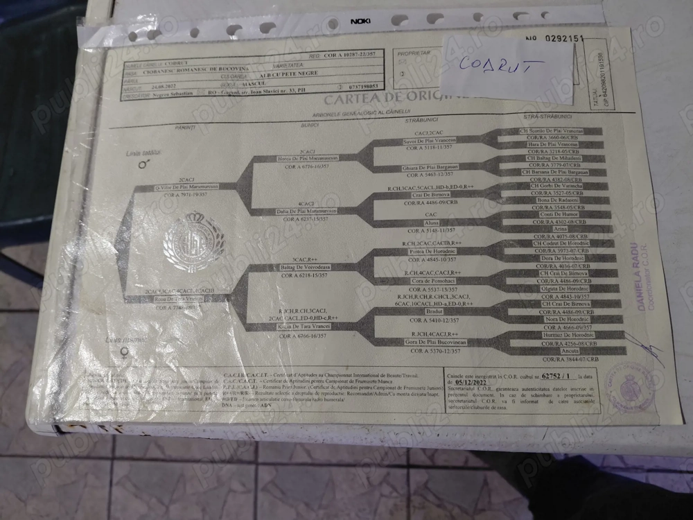 Vand mascul ciobanesc bucovina cu pedigree