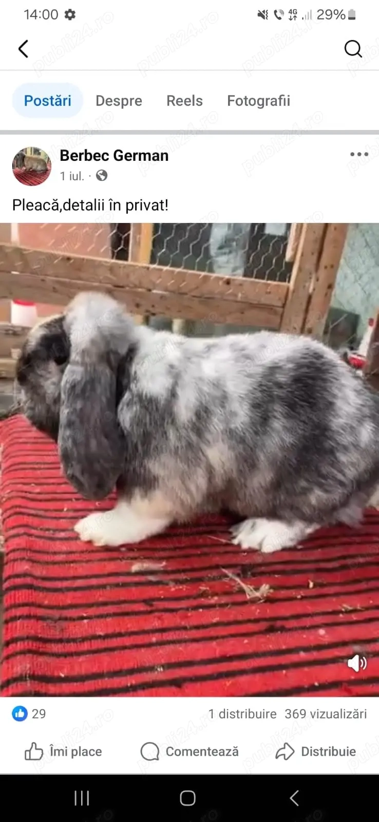 Masculi berbec german!