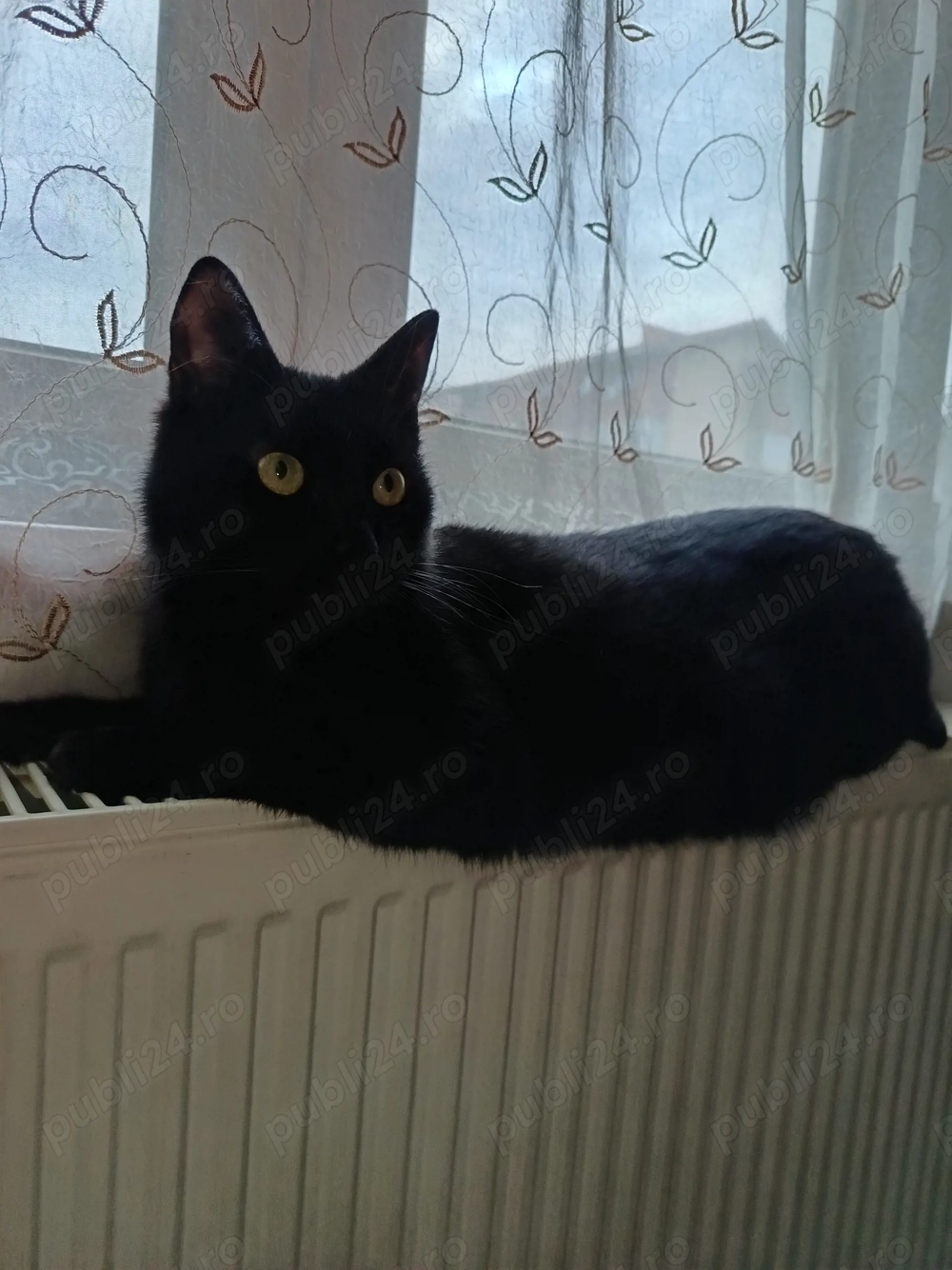 Donez pisicuța sterilizată și vaccinată