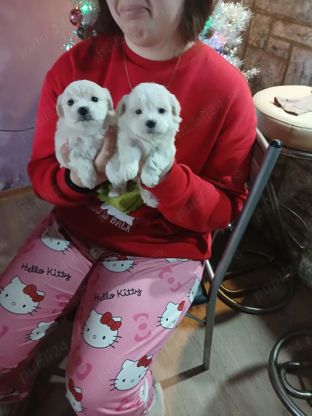 cățelușe bichon maltez 