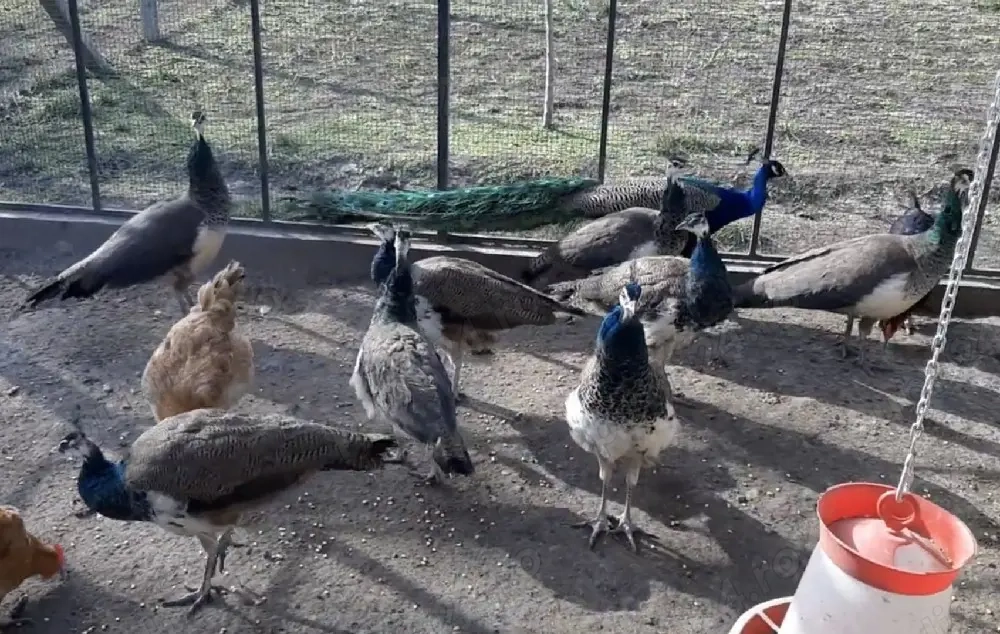 Pereche Păuni 3 ani