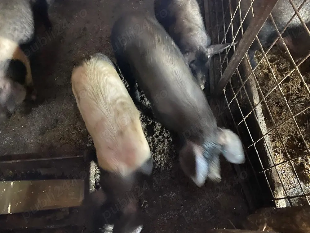 Șoldani de vânzare 