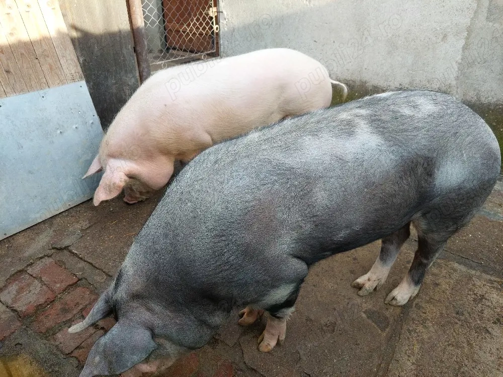 Vând porci rasă de carne 