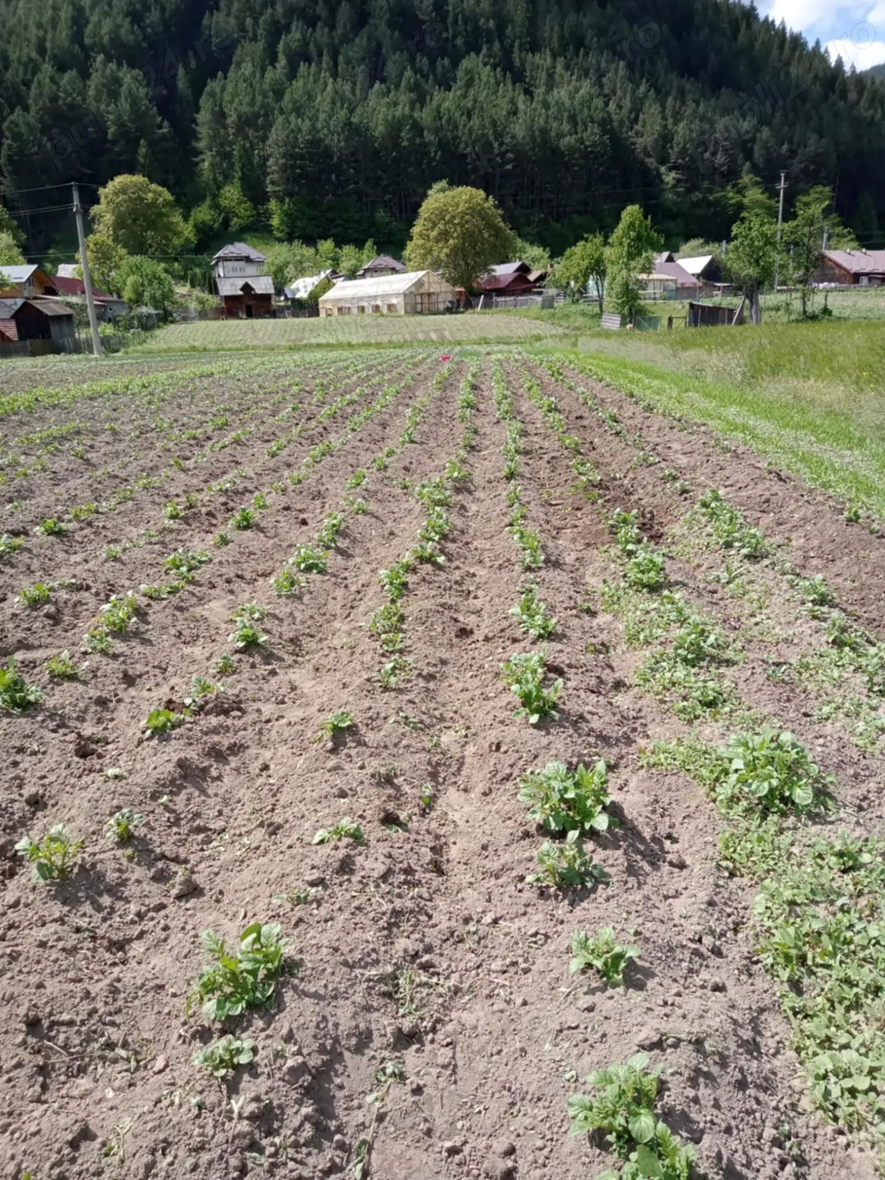 De vanzare teren in zonă de munte Neamt Borca