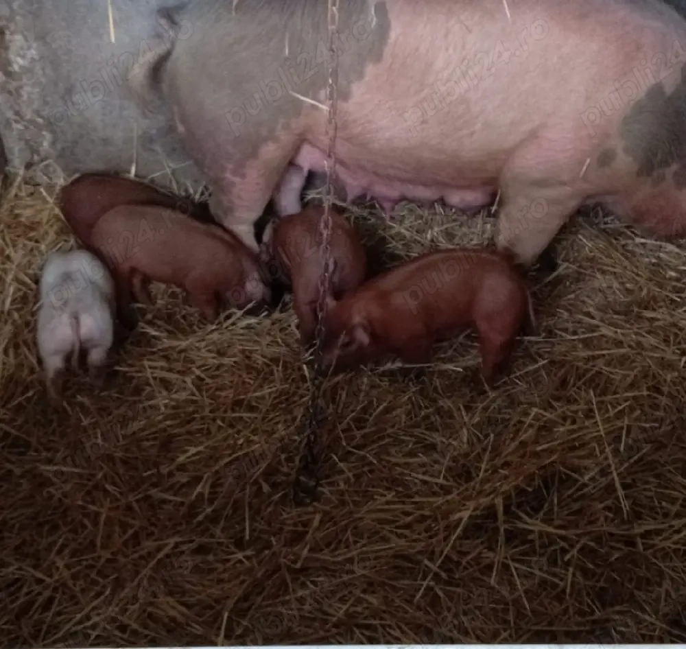 Vand purcei duroc cu pietrain 