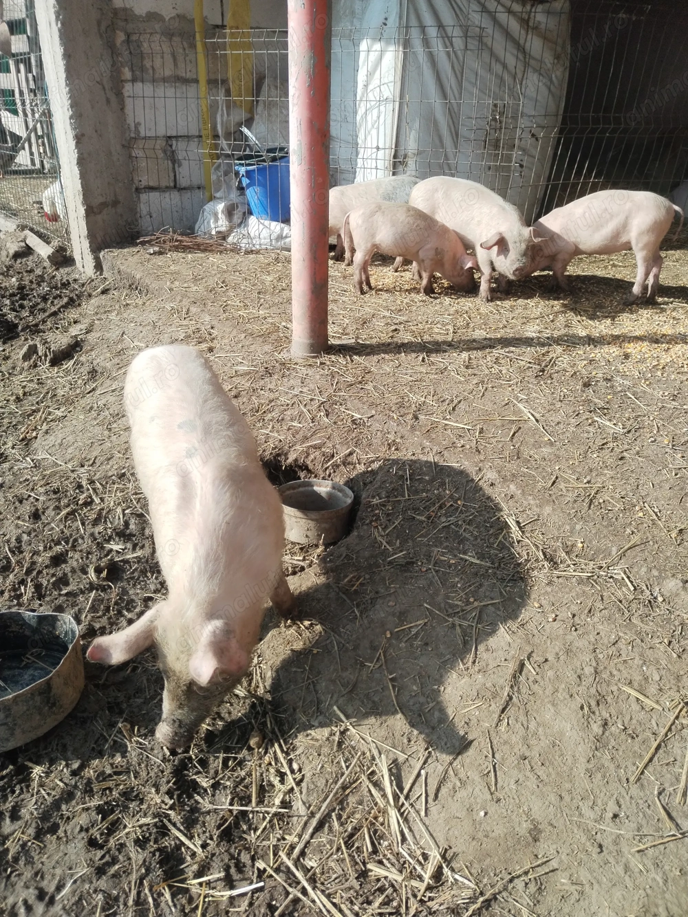 Vând 5 purcei 2 băieți   3 fete de 2luni și 3 săptămâni landrace porumb mazăre tărâțe urluiala 