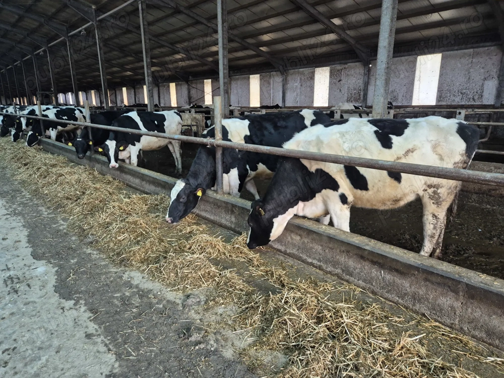 34 capete de juninci HF de vânzare