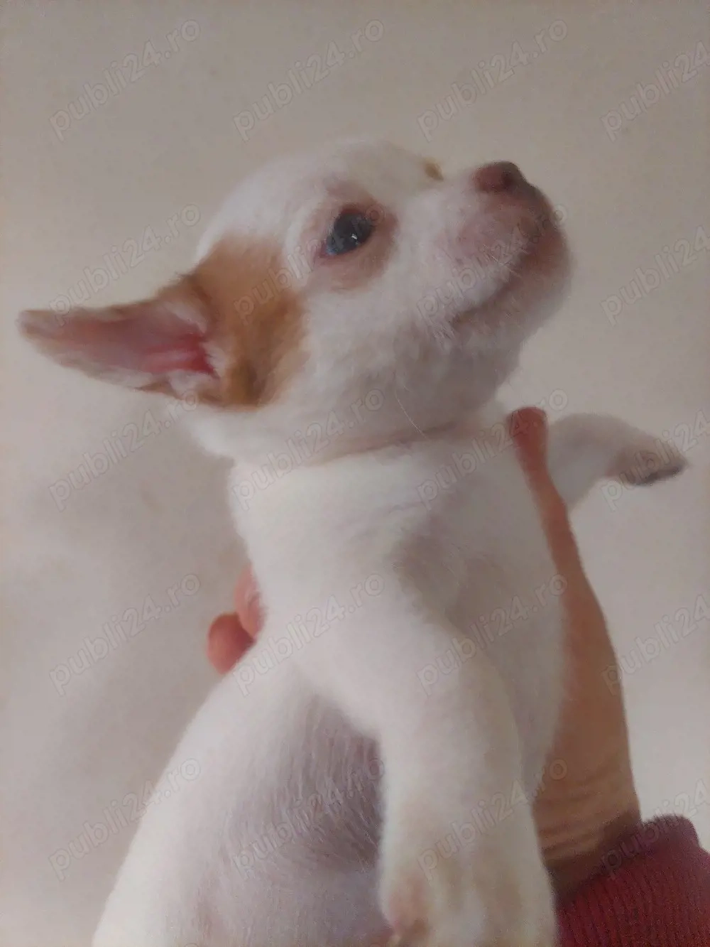 vând chihuahua