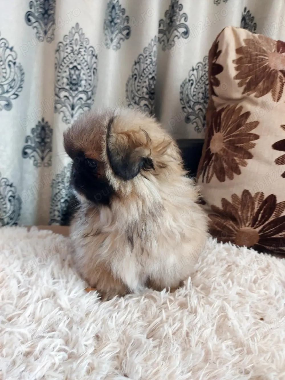 baiat de 3 luni ,vaccinat la zi si carnet de sanatate