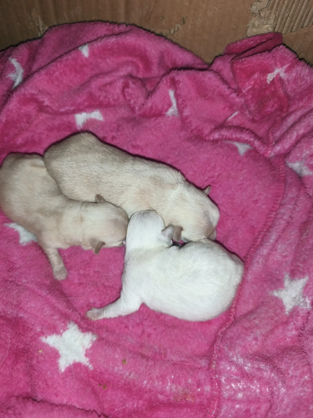 Vând pui cățeluși chihuahua  disponibil din 8 martie 