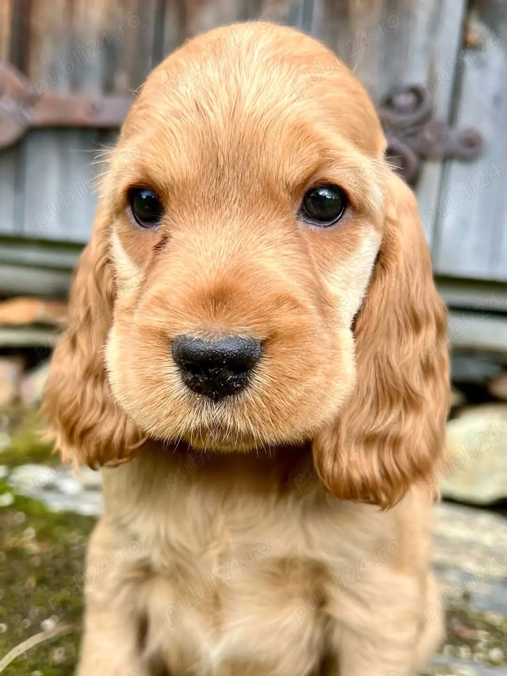 Pui Cocker Spaniel - Firma Autorizată, Garanție Veterinară 
