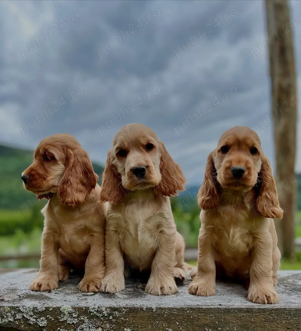 COCKER spaniel- canisă autorizată, din  Părinți de Expozitie 