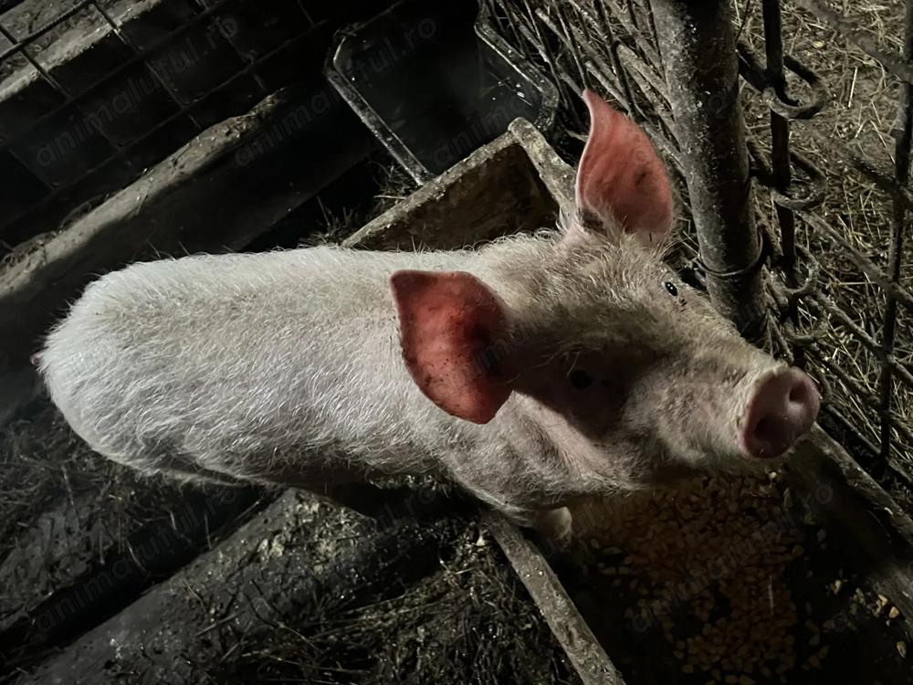 Vând o purcea de 14 săptămâni 