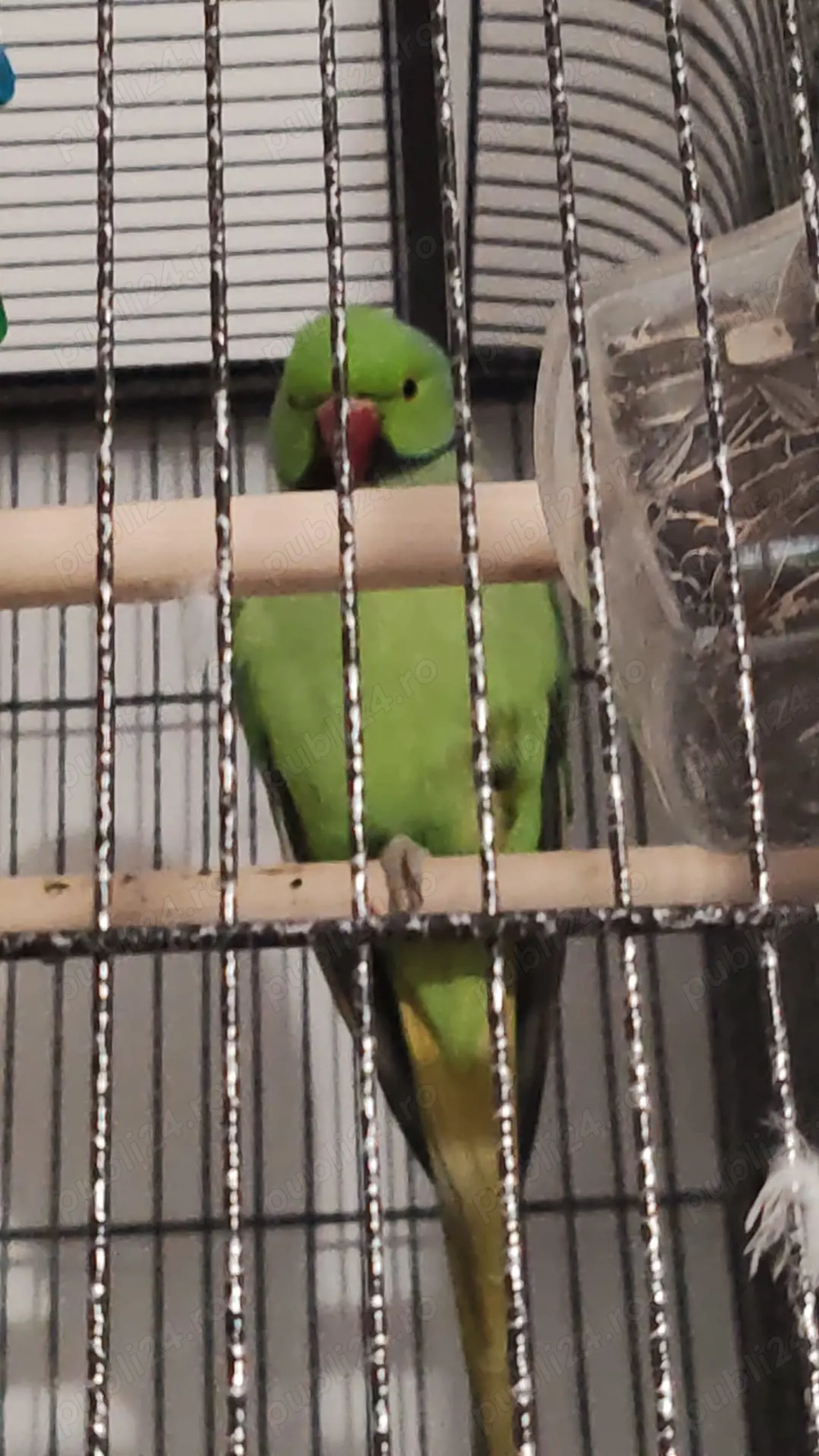 Vand 2 papagali Micul Alexandru