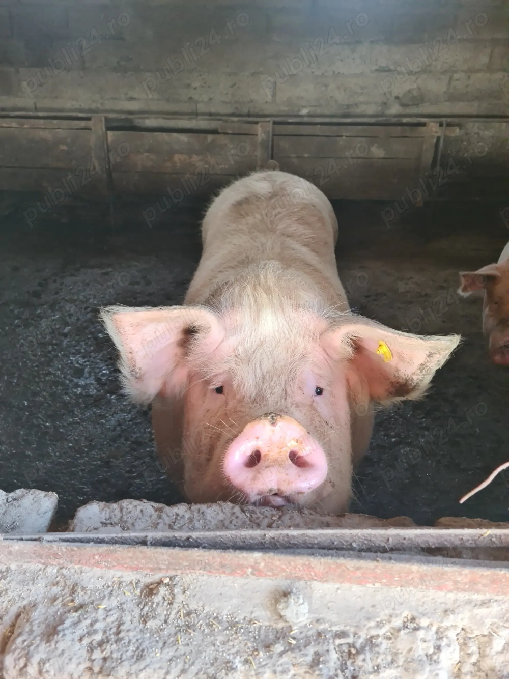 Vand porci mari 100-300 kg