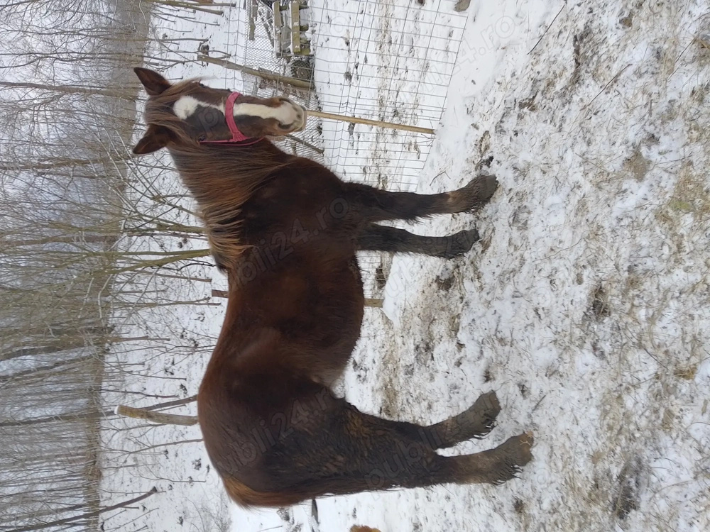 Vând mânză din cai buni 