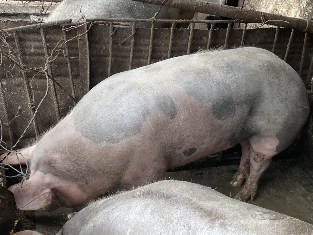 Vând porc petrean belgian. 