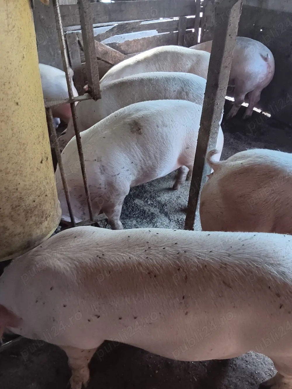 Porci De Carne Rasa Pic 110-150 kg