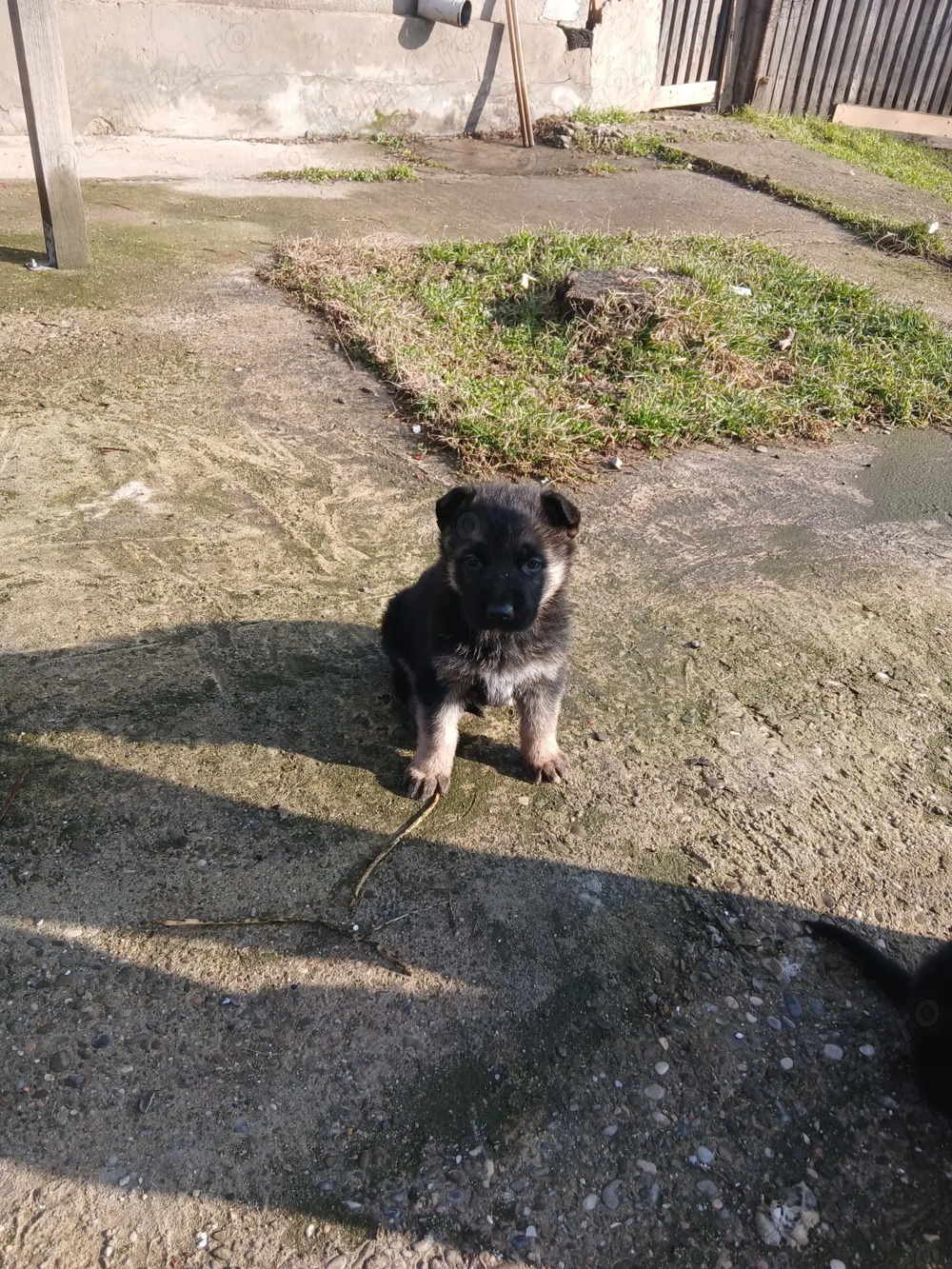 Ciobanesc german pui