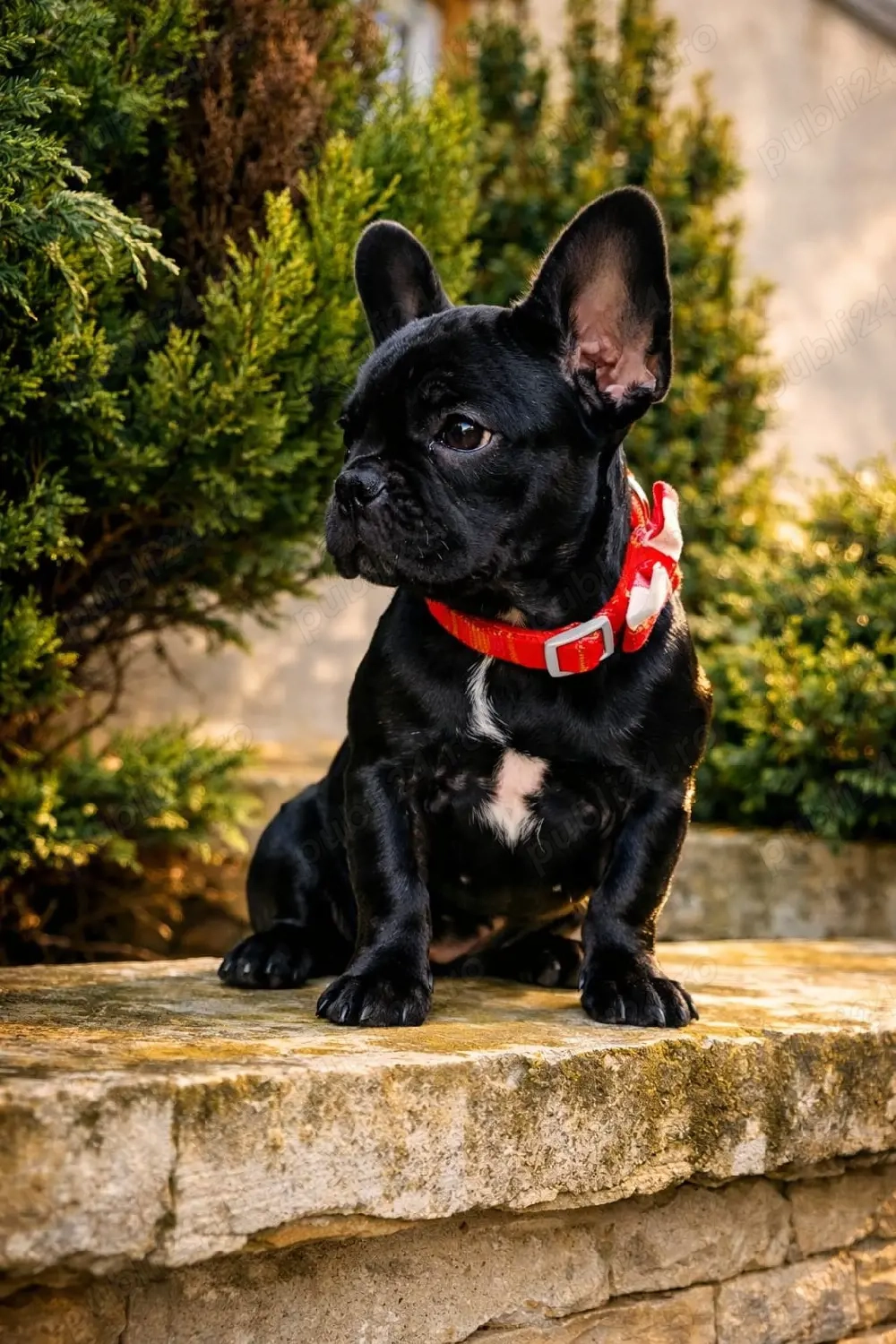 Bulldog Francez Negru Solid