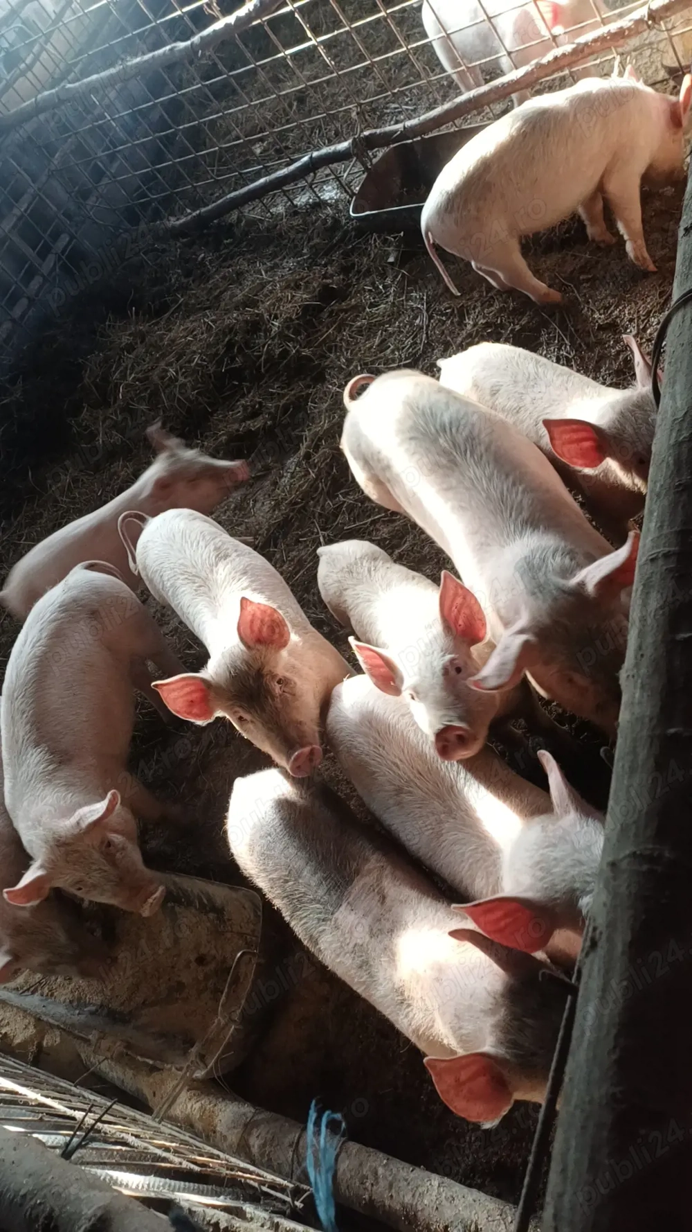 Vand porci de casa pret 550 lei negociabil 