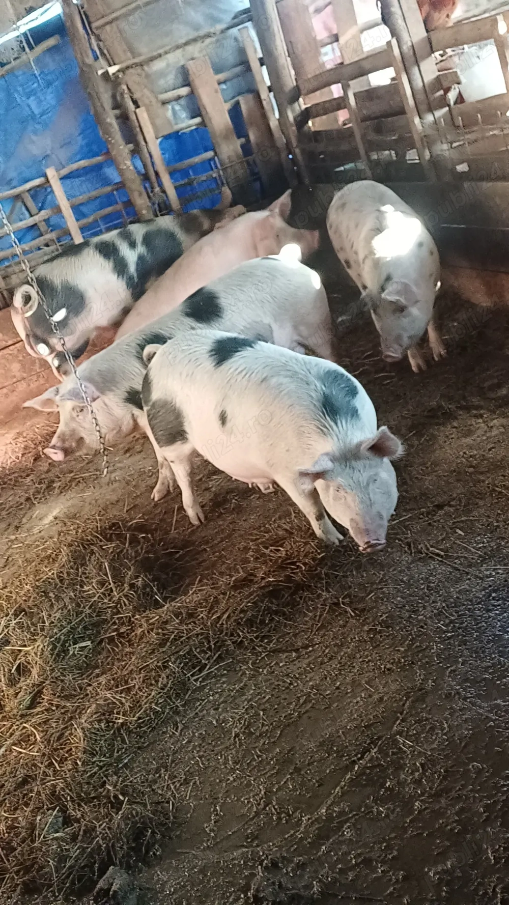 Vând purcelee genstante trebuie sa fete prima fatare