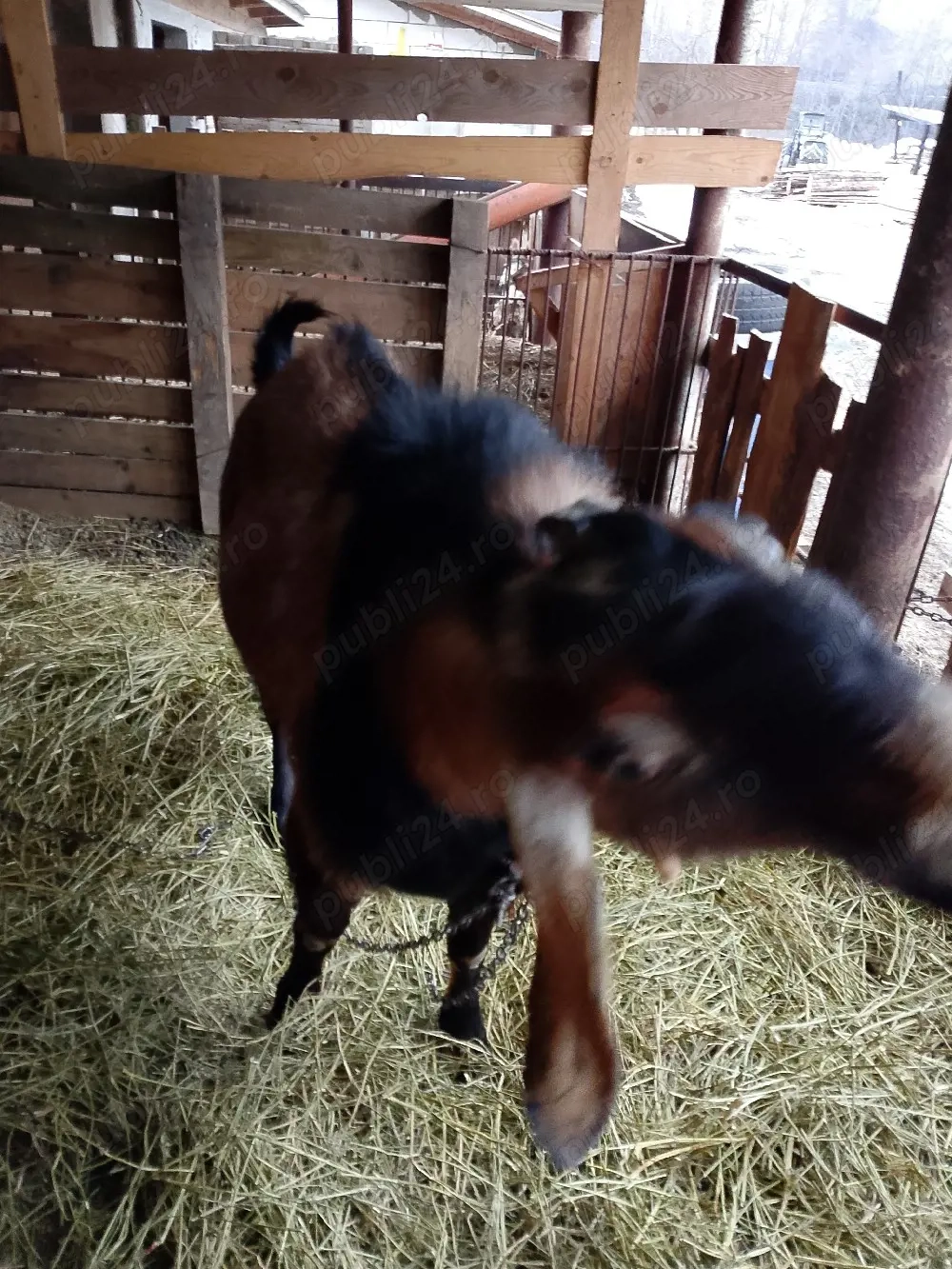 tap metis anglo-nubian 120-130kg