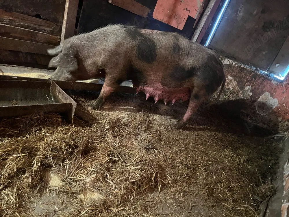 vand scrafa geztata trebuie sa fete luna asta are 200 kg pietran kurat prețul 2900 lei 