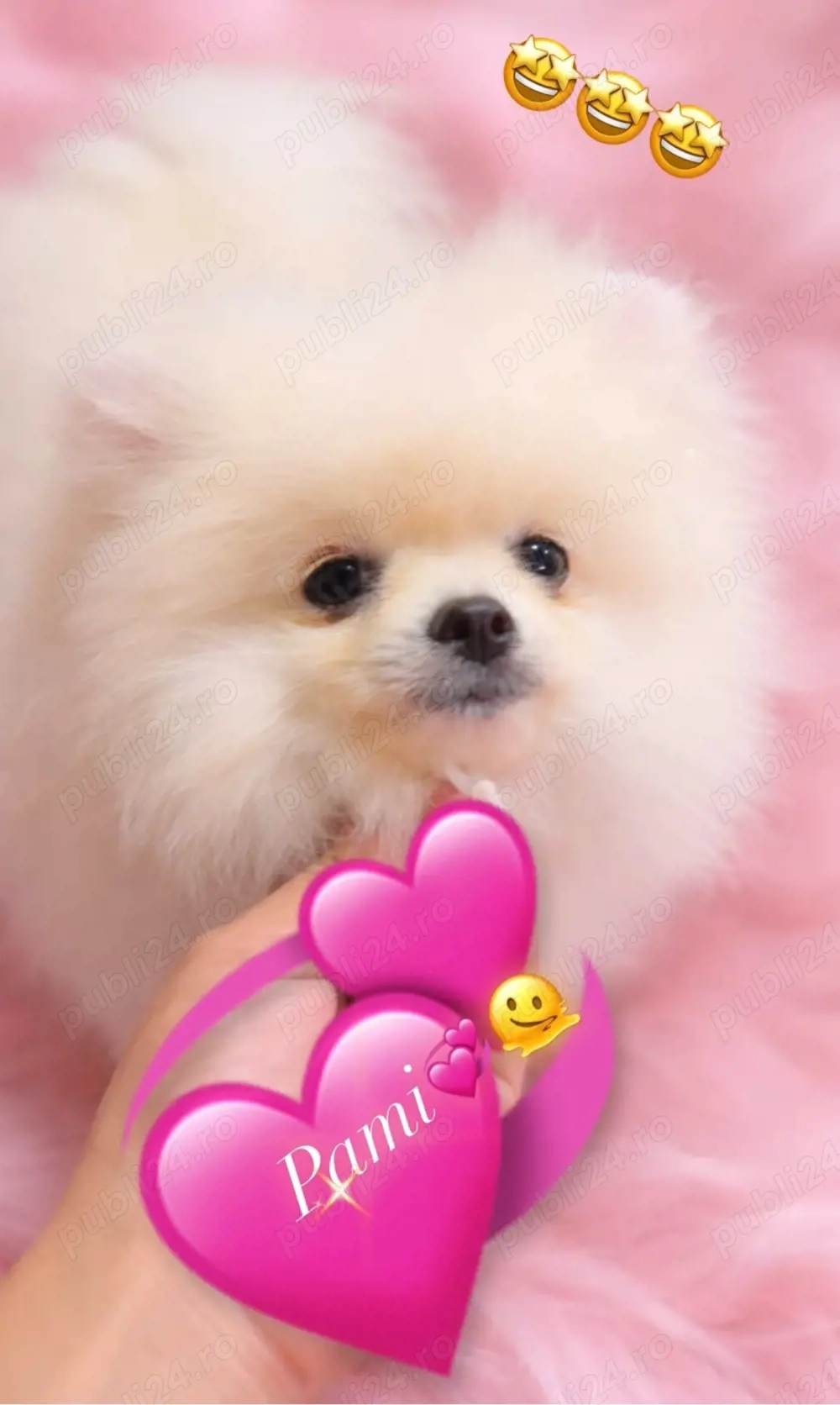 Pomeranian Boo fetita  superbă!