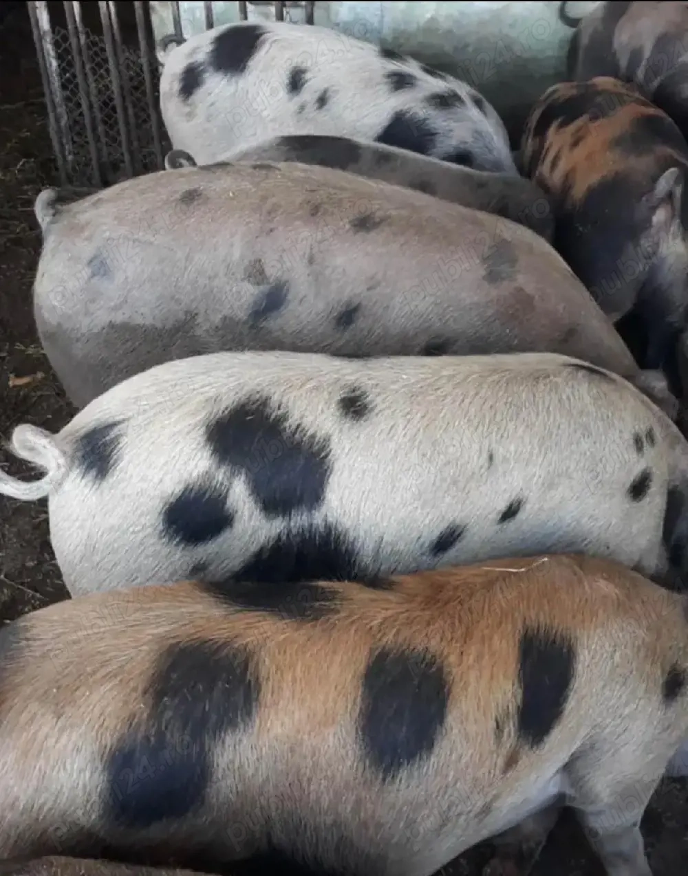 vindem porci si carcase