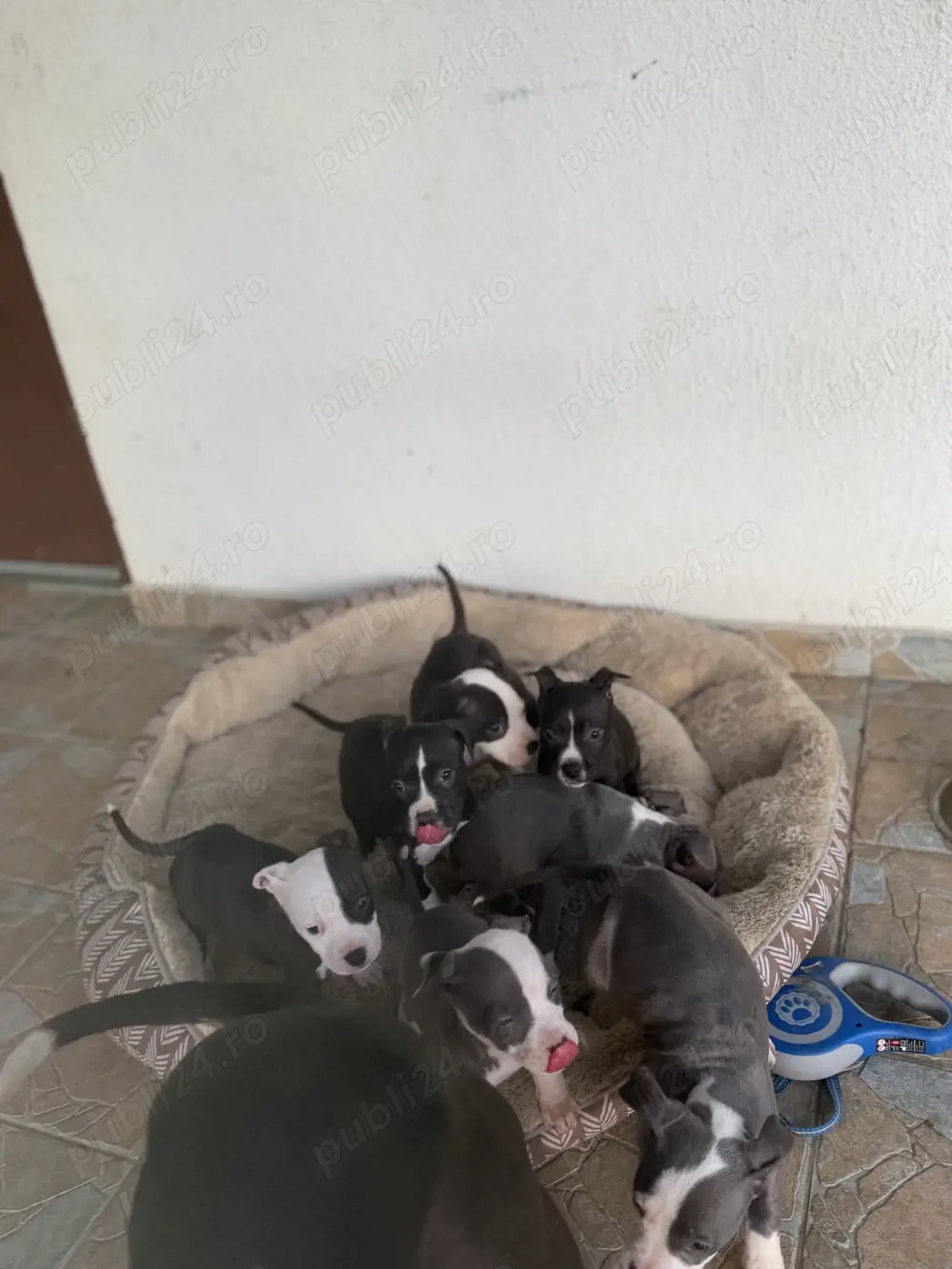 American Staffordshire Terrier (Amstaff)