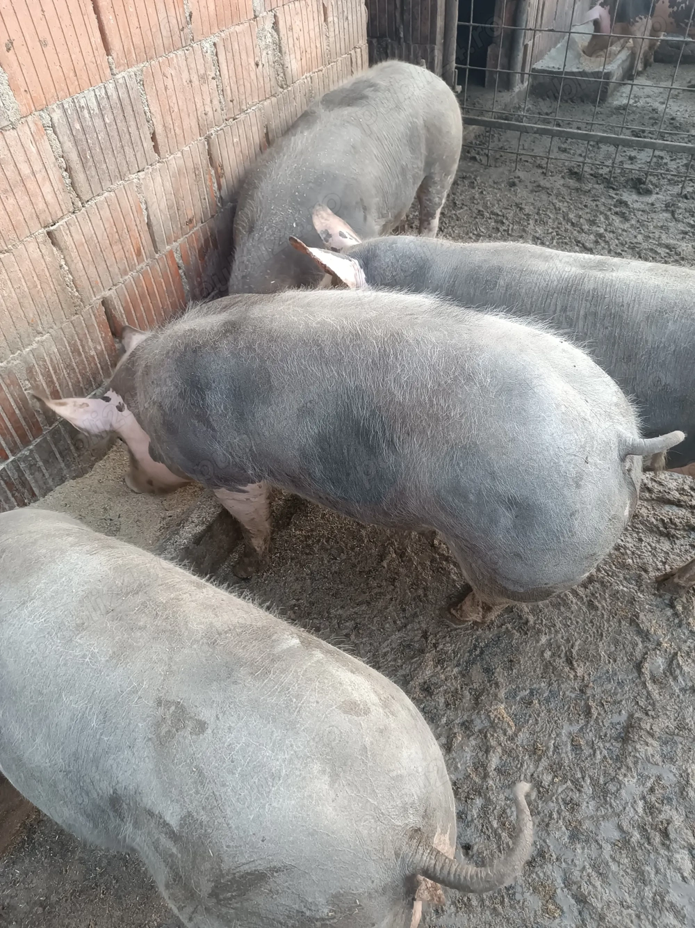 Vând porci pietrain 