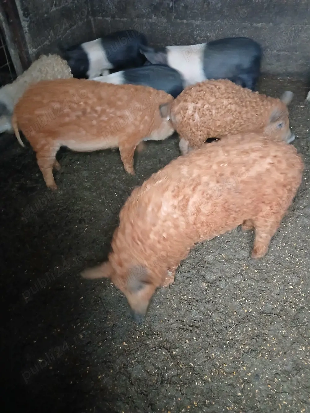 Vind Purcei Bazna si mangalita 