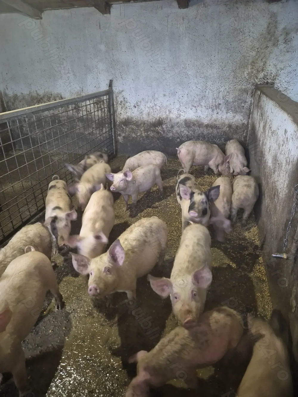 Suldei de vanzare, asigur transport