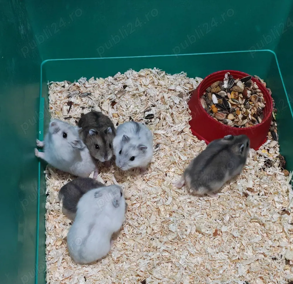 Hamsteri siberieni pitici de vânzare