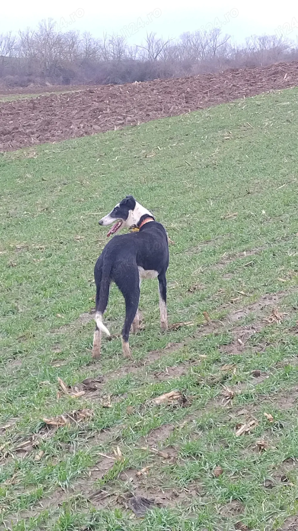 ROKET masculul ogar de 3 ani jumate