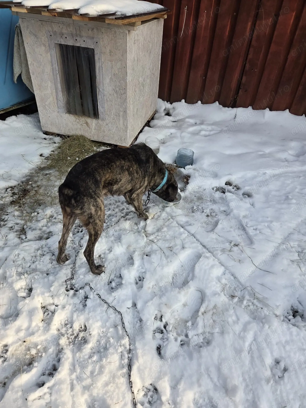 Eu sunt Maxi si am 6 ani caut stapan