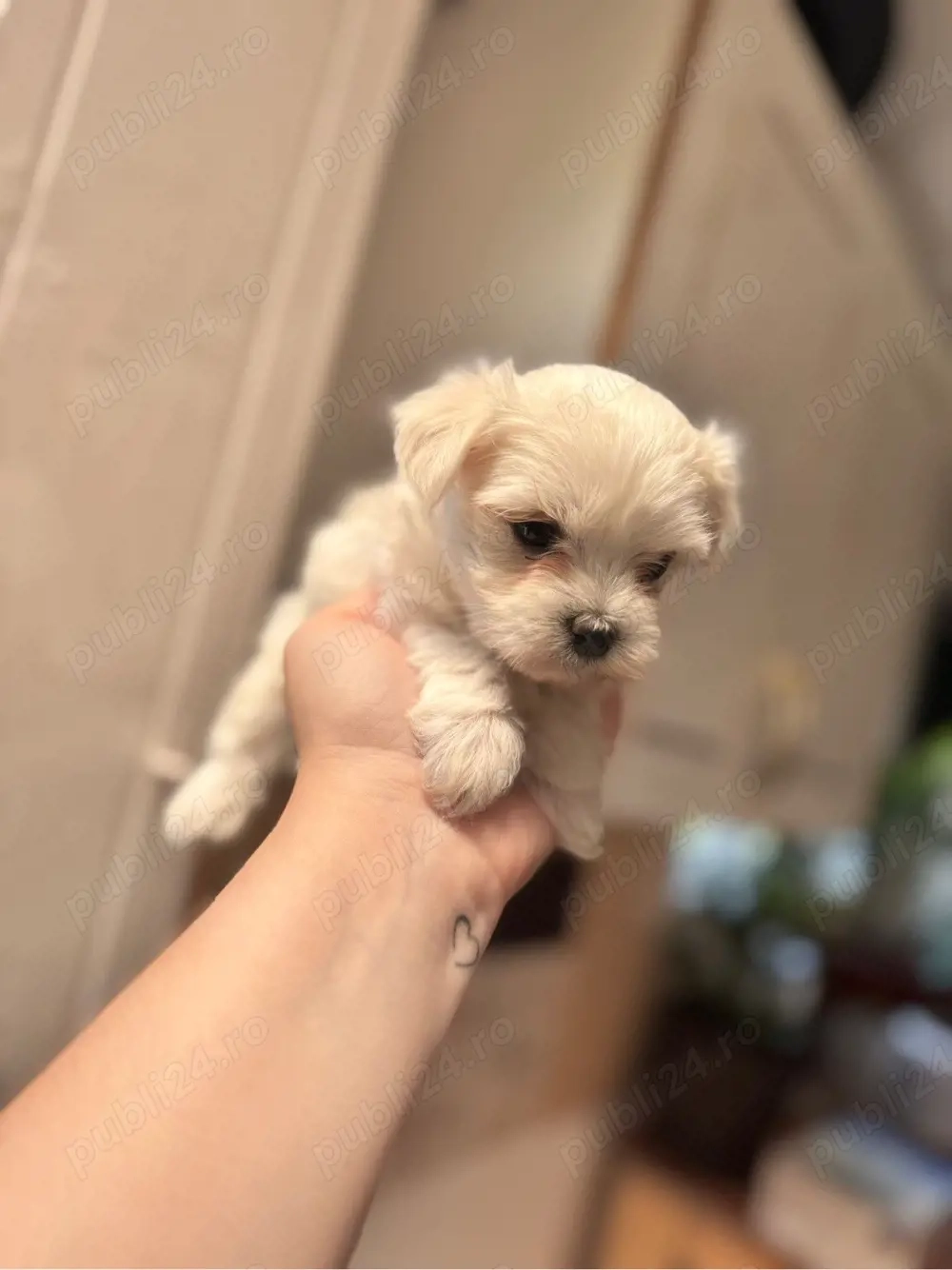 bichon maltez maltesse 