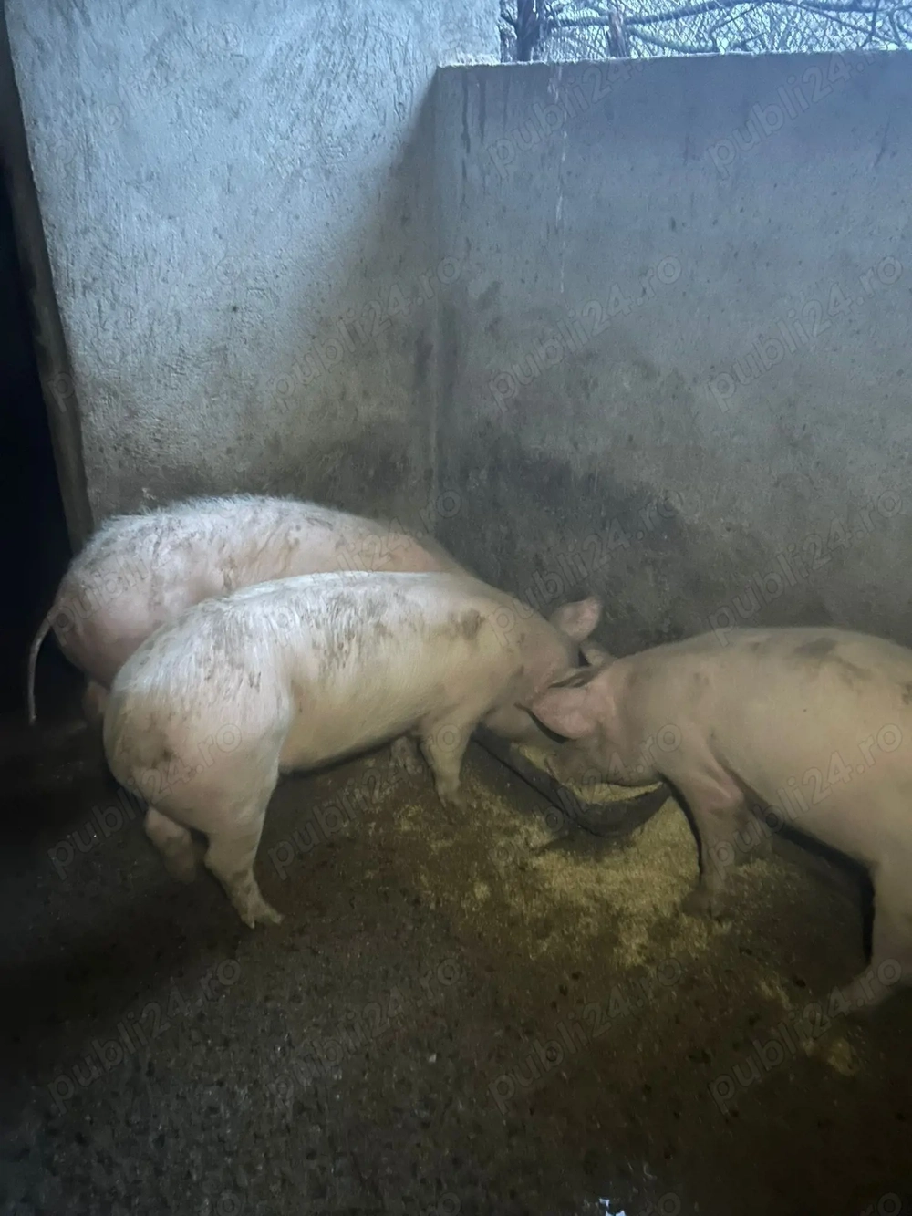 De vânzare 2 femele și un mascul