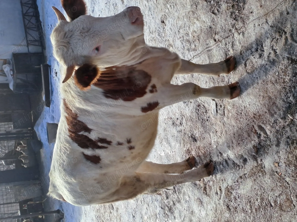 Juninca gestanta de vanzare