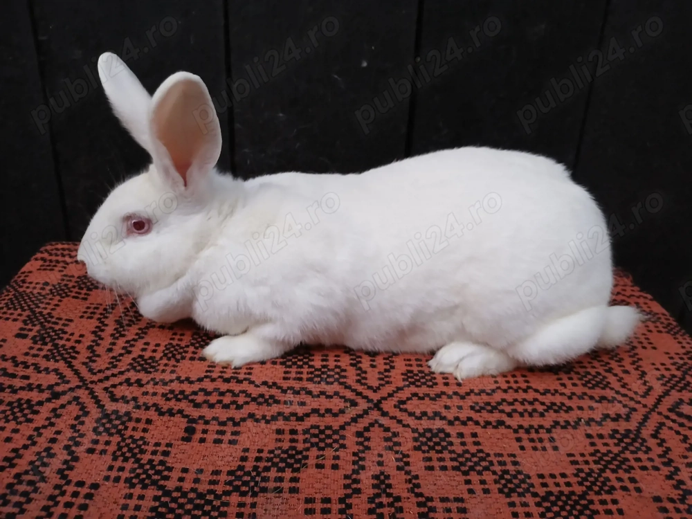 Femele hycole francez!